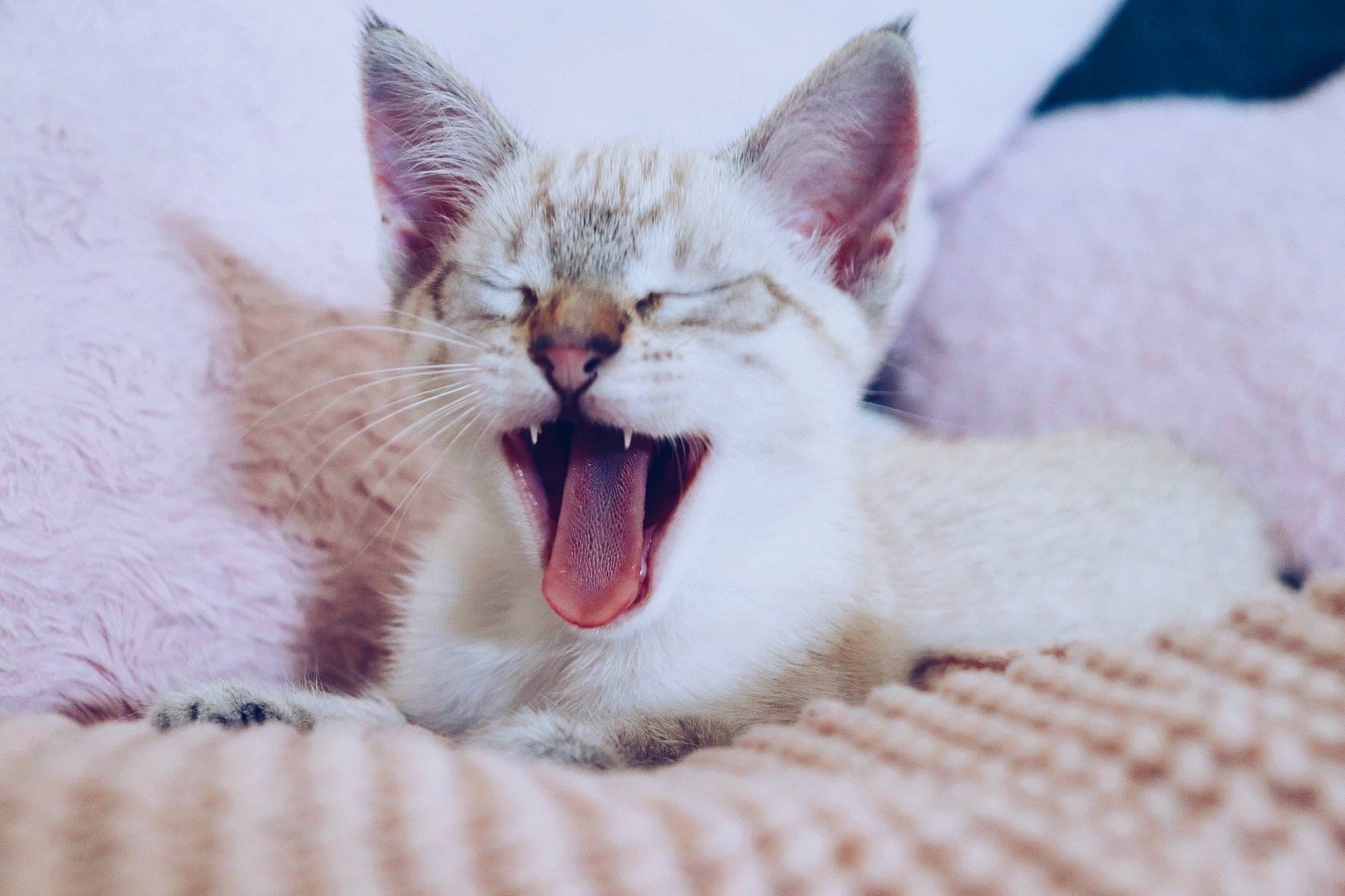 Lillet a rejoint le concours — aidez-le/la à gagner de superbes lots ! carnivore, cat, claw, comfort, domestic_short_haired_cat, eye, fang, felidae, foot, fur, happy, paw, roar, small_to_medium_sized_cats, smile, snout, terrestrial_animal, whiskers, wildlife, yawn