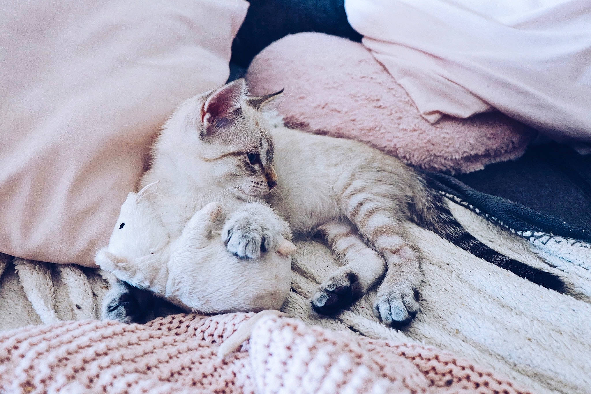 Lillet a rejoint le concours — aidez-le/la à gagner de superbes lots ! bed, bedding, carnivore, cat, claw, comfort, domestic_short_haired_cat, fawn, felidae, fur, grey, human_leg, linens, nail, nap, pattern, paw, small_to_medium_sized_cats, terrestrial_animal, whiskers