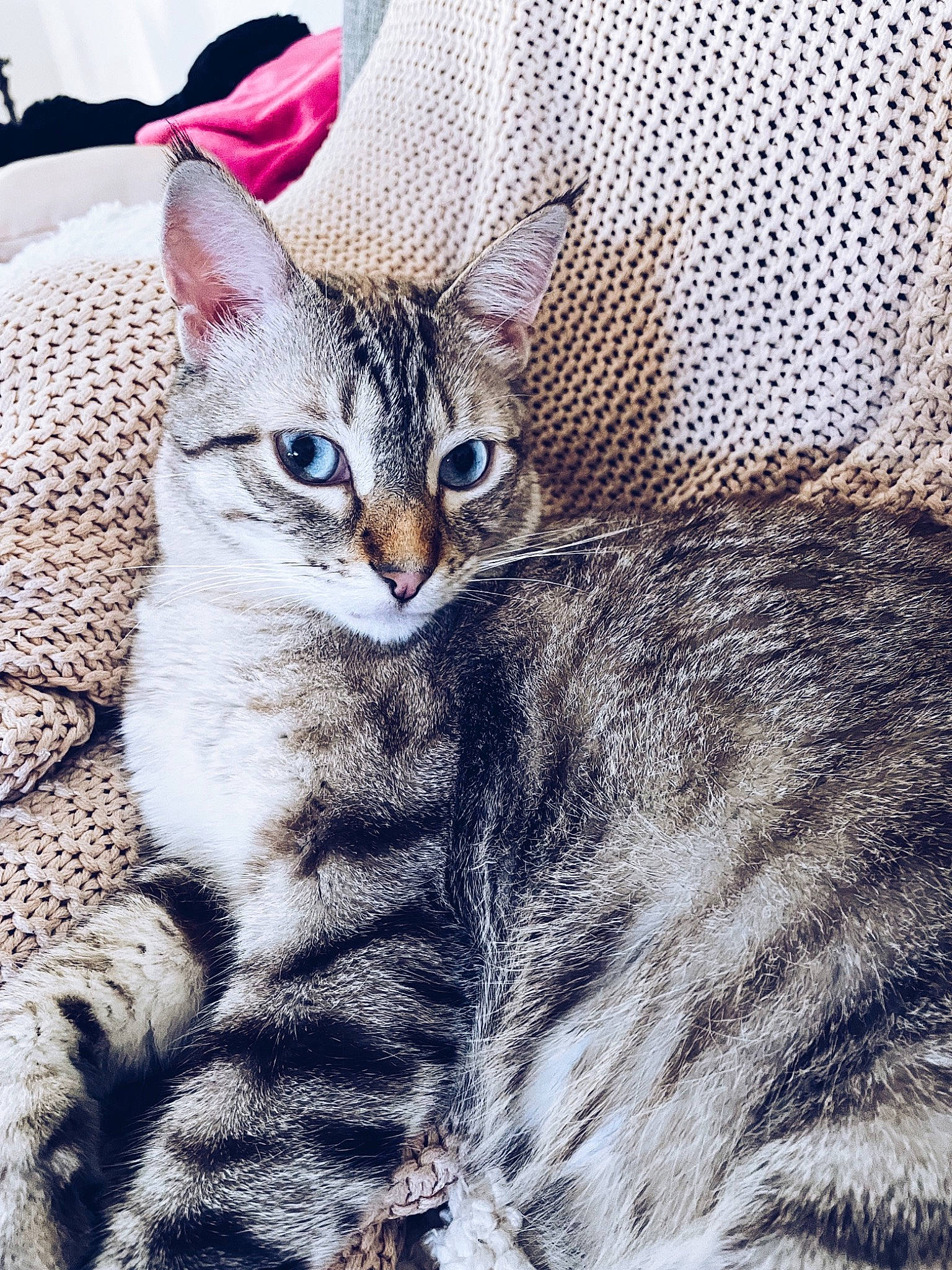 Lillet a rejoint le concours — aidez-le/la à gagner de superbes lots ! carnivore, cat, claw, comfort, domestic_short_haired_cat, eye, felidae, fur, pattern, paw, sitting, small_to_medium_sized_cats, snout, terrestrial_animal, whiskers, wildlife