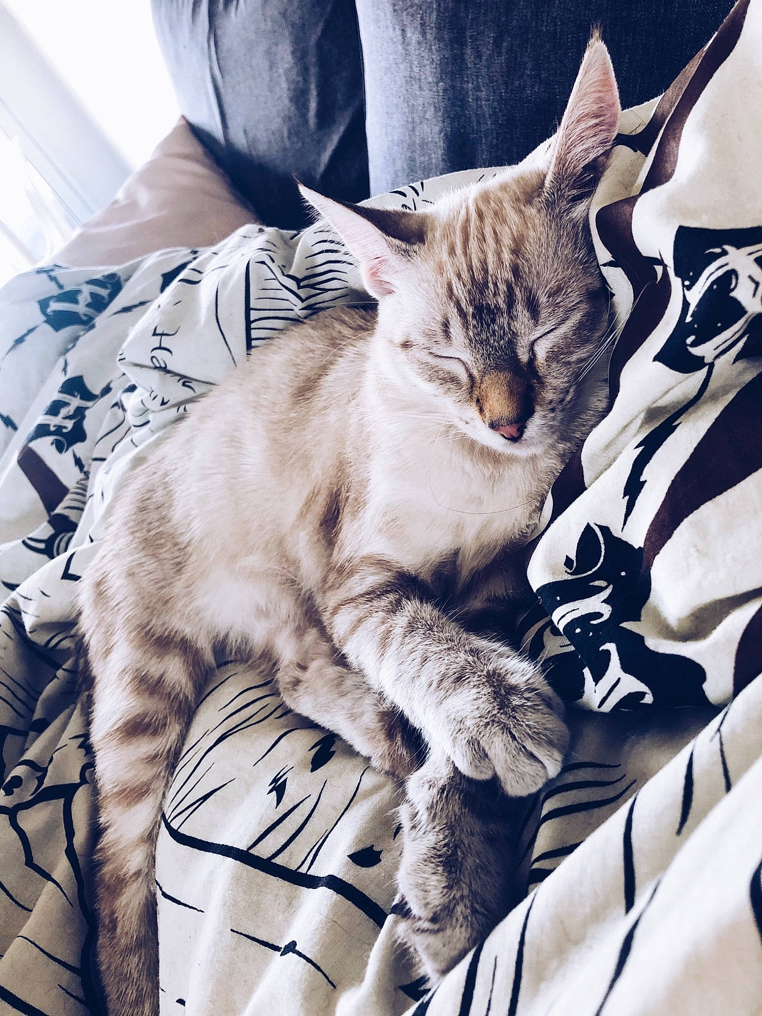 Lillet a rejoint le concours — aidez-le/la à gagner de superbes lots ! bedding, carnivore, cat, claw, comfort, domestic_short_haired_cat, felidae, font, fur, grey, linens, nap, pattern, paw, sitting, small_to_medium_sized_cats, snout, tail, textile, whiskers