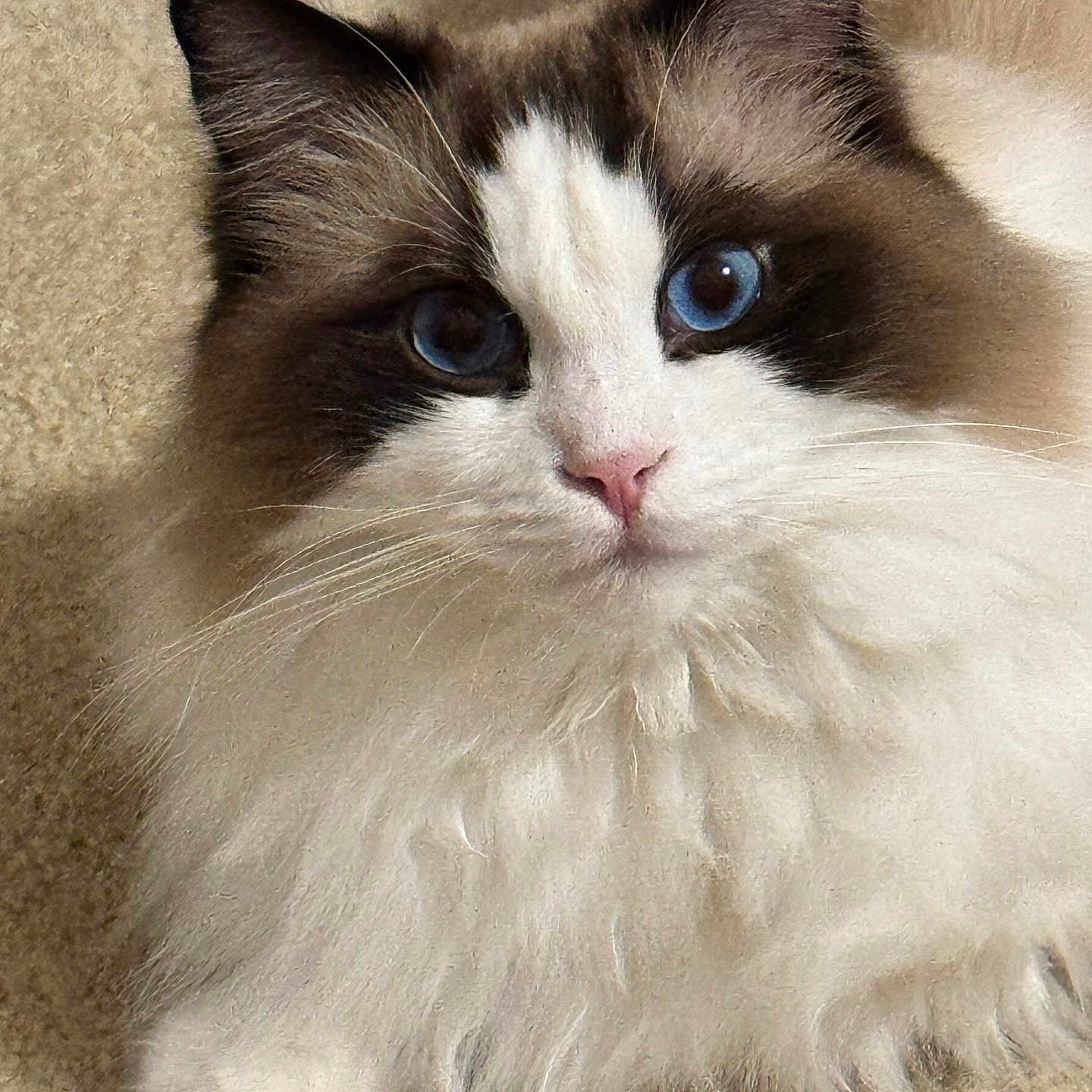 Cooper Hensley joined the competition — help win amazing prizes! animal, blue_eyes, carpet, cat, close_up, cute, domestic_cat, feline, fluffy, fur, indoor, lying_down, mammal, pet, pink_nose, portrait, ragdoll, relaxed, soft_fur, whiskers