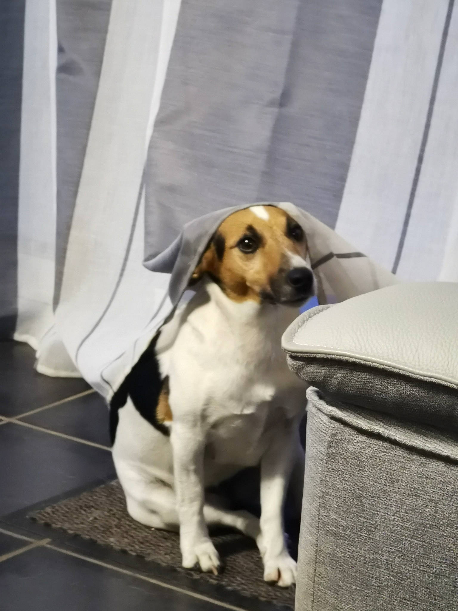 Julya participe au concours pour gagner de l'argent avec cette photo : beagle, beagle_harrier, carnivore, collar, comfort, companion_dog, dog, dog_breed, dog_supply, fawn, fur, hound, hunting_dog, paw, pet_supply, scent_hound, sporting_group, tail, whiskers, working_animal