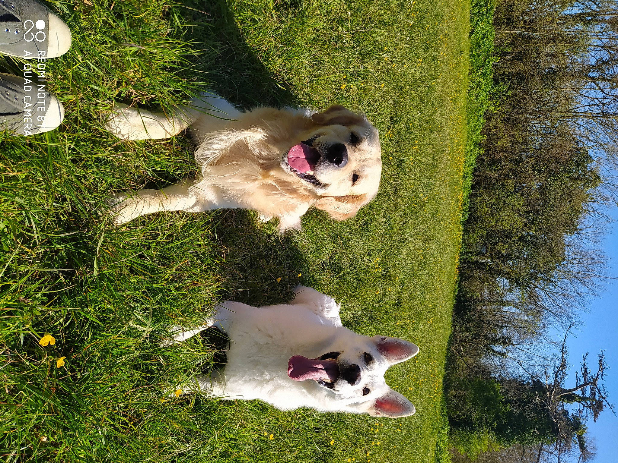 Safir participe au concours pour gagner de l'argent avec cette photo : canidae, carnivore, companion_dog, dog, dog_breed, fawn, grass, green, lake, livestock_guardian_dog, non_sporting_group, plant, sky, snout, sporting_group, tail, tree, water, working_dog