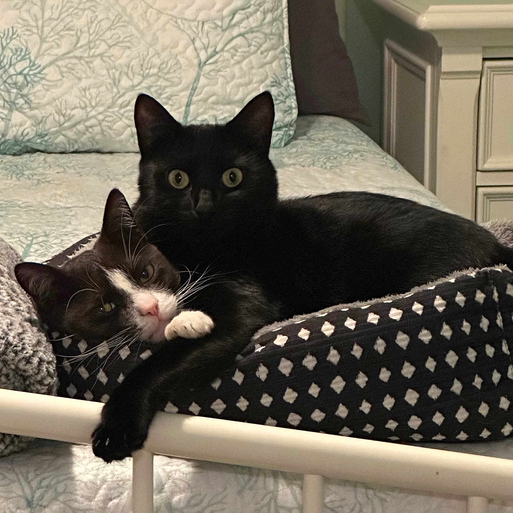 Lewis And Clarke joined the competition — help win amazing prizes! animal, bed, bedroom, black_cat, blanket, cat, cats, cozy, ears, eyes, feline, indoors, lying down, paw, pets, relaxed, sitting, tuxedo_cat, whiskers, white markings