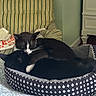 Lewis And Clarke is registered to the contest to win money with this photo: animal, bedroom, black_and_white, blanket, cat, cats, chair, cozy, cuddling, feline, furniture, indoors, patterned, pet_bed, pets, relaxed, resting, sleeping, snuggling, striped