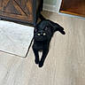 animal, black_cat, cat, doorway, feline, floor, funny_pose, green_eyes, home, indoors, long_tail, lying_down, pet, pointed_ears, portrait, relaxed, rug, shiny_fur, wood_floor, wooden_door