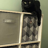 Lewis And Clarke is registered to the contest to win money with this photo: animal, black_cat, cat, cute, dangling_paw, fabric_bins, feline, geometric_pattern, golden_eyes, green_wall, home, indoor, lounging, pet, pointed_ears, portrait, shelf, sitting, storage_unit, whiskers