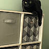 animal, black_cat, cat, cute, dangling_paw, fabric_bins, feline, geometric_pattern, golden_eyes, green_wall, home, indoor, lounging, pet, pointed_ears, portrait, shelf, sitting, storage_unit, whiskers