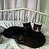 Lewis And Clarke is registered to the contest to win money with this photo: animals, bed, bedding, bedroom, black_cat, blanket, cats, cozy, crib, curtains, feline, green_wall, indoors, pets, pillow, sitting, sleeping, snuggling, tuxedo_cat, whiskers