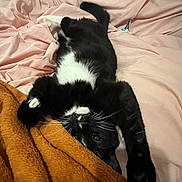 Harley is registered to the contest to win money with this photo: cat, black_and_white, bicolor, pet, feline, animal, upside_down, lying_down, sleeping, relaxed, playful, whiskers, paws, pink_bedding, brown_blanket, bedroom, bed, cozy, indoor, portrait