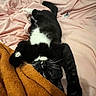 cat, black_and_white, bicolor, pet, feline, animal, upside_down, lying_down, sleeping, relaxed, playful, whiskers, paws, pink_bedding, brown_blanket, bedroom, bed, cozy, indoor, portrait