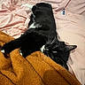 cat, tuxedo_cat, black_and_white, pet, animal, whiskers, green_eyes, sleeping, relaxed, lying_down, bed, blanket, orange_blanket, pink_bedding, bedroom, indoors, cozy, fluffy, cute, portrait