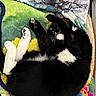 Harley is registered to the contest to win money with this photo: cat, tuxedo_cat, black_and_white, pet, animal, sleeping, relaxed, lying_down, upside_down, stretched_paws, whiskers, pink_nose, fur, blanket, colorful, indoors, cozy, playful, cute, portrait