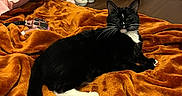 Harley is registered to the contest to win money with this photo: cat, tuxedo_cat, black_and_white, pet, animal, bed, blanket, orange_blanket, bedroom, indoor, home, furniture, lounging, lying_down, whiskers, ears, paws, tail, cozy, portrait