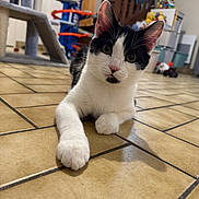 Skibidi a rejoint le concours — aidez-le/la à gagner de superbes lots ! cat, black_and_white, indoor, tile_floor, paw, curious, pet, animal, fur, whiskers, ears, eyes, play_area, cat_tree, home, relaxed, looking, close_up, floor, mammal
