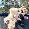 cat, black_and_white, playful, paws, trampoline, sunlight, outdoor, trees, blue_sky, mesh_net, pet, animal, whiskers, close_up, feline, relaxed, nature, daylight, cute, domestic_cat