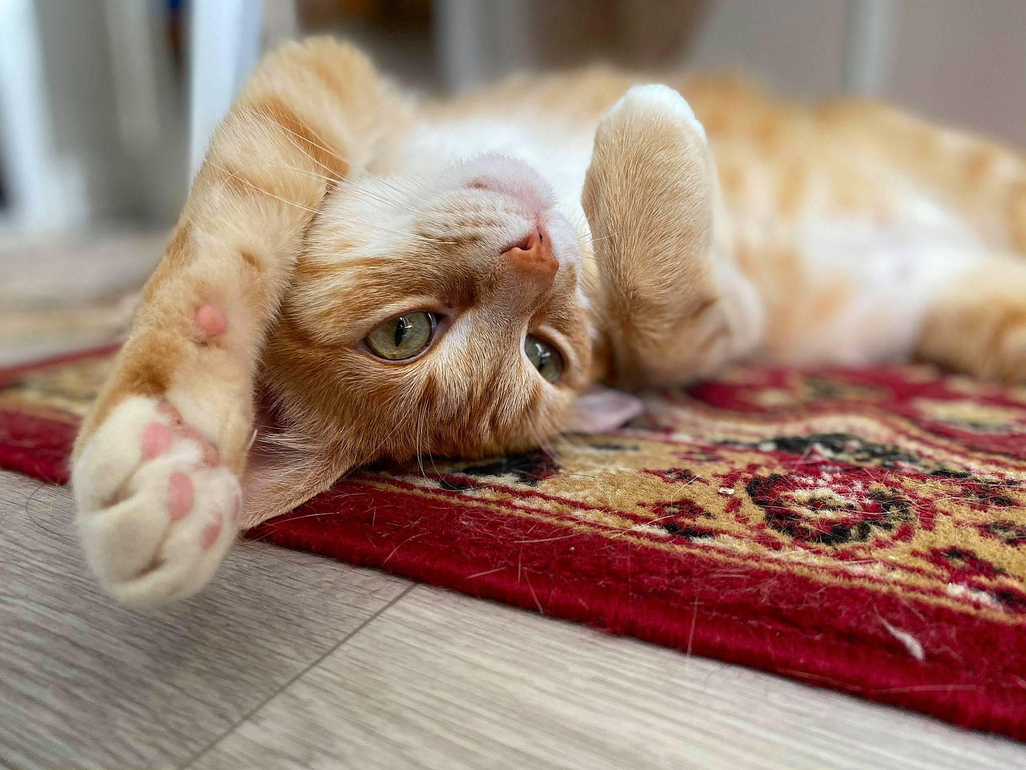 Kobe a rejoint le concours — aidez-le/la à gagner de superbes lots ! asian, carnivore, cat, ear, eye, fawn, felidae, fur, kitten, paw, small_to_medium_sized_cats, snout, tabby_cat, whiskers