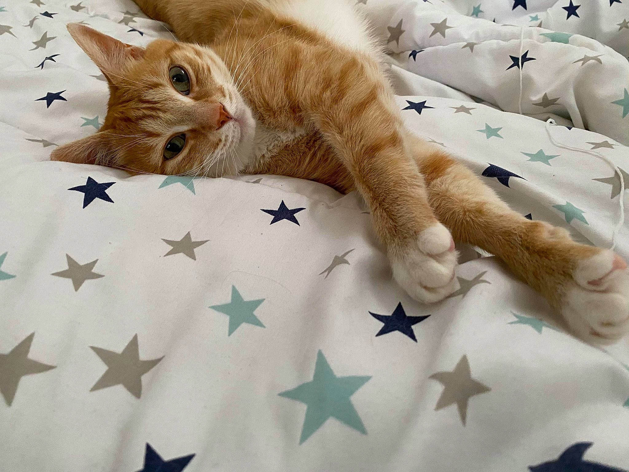 Kobe a rejoint le concours — aidez-le/la à gagner de superbes lots ! aegean_cat, bed, carnivore, cat, claw, domestic_short_haired_cat, european_shorthair, fawn, felidae, fur, furniture, german_rex, kitten, paw, polydactyl_cat, small_to_medium_sized_cats, tabby_cat, tail, textile, whiskers