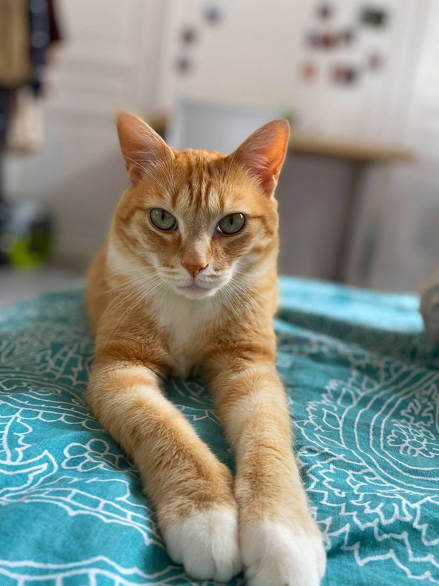 Kobe participe au concours pour gagner de l'argent avec cette photo : abyssinian, aegean_cat, american_wirehair, arabian_mau, asian, australian_mist, carnivore, cat, domestic_short_haired_cat, european_shorthair, fawn, felidae, german_rex, kitten, mammal, ojos_azules, small_to_medium_sized_cats, tabby_cat, vertebrate, whiskers