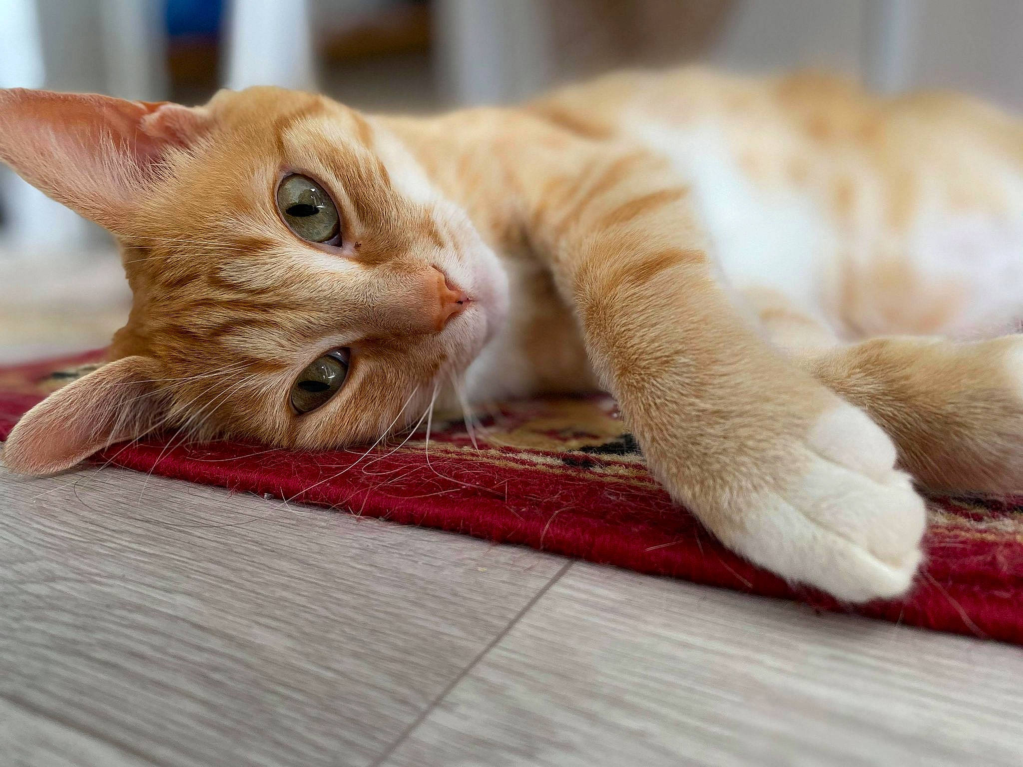 Kobe participe au concours pour gagner de l'argent avec cette photo : arabian_mau, carnivore, cat, claw, ear, european_shorthair, eye, fawn, felidae, floor, flooring, fur, hand, kitten, paw, polydactyl_cat, small_to_medium_sized_cats, snout, tabby_cat, whiskers