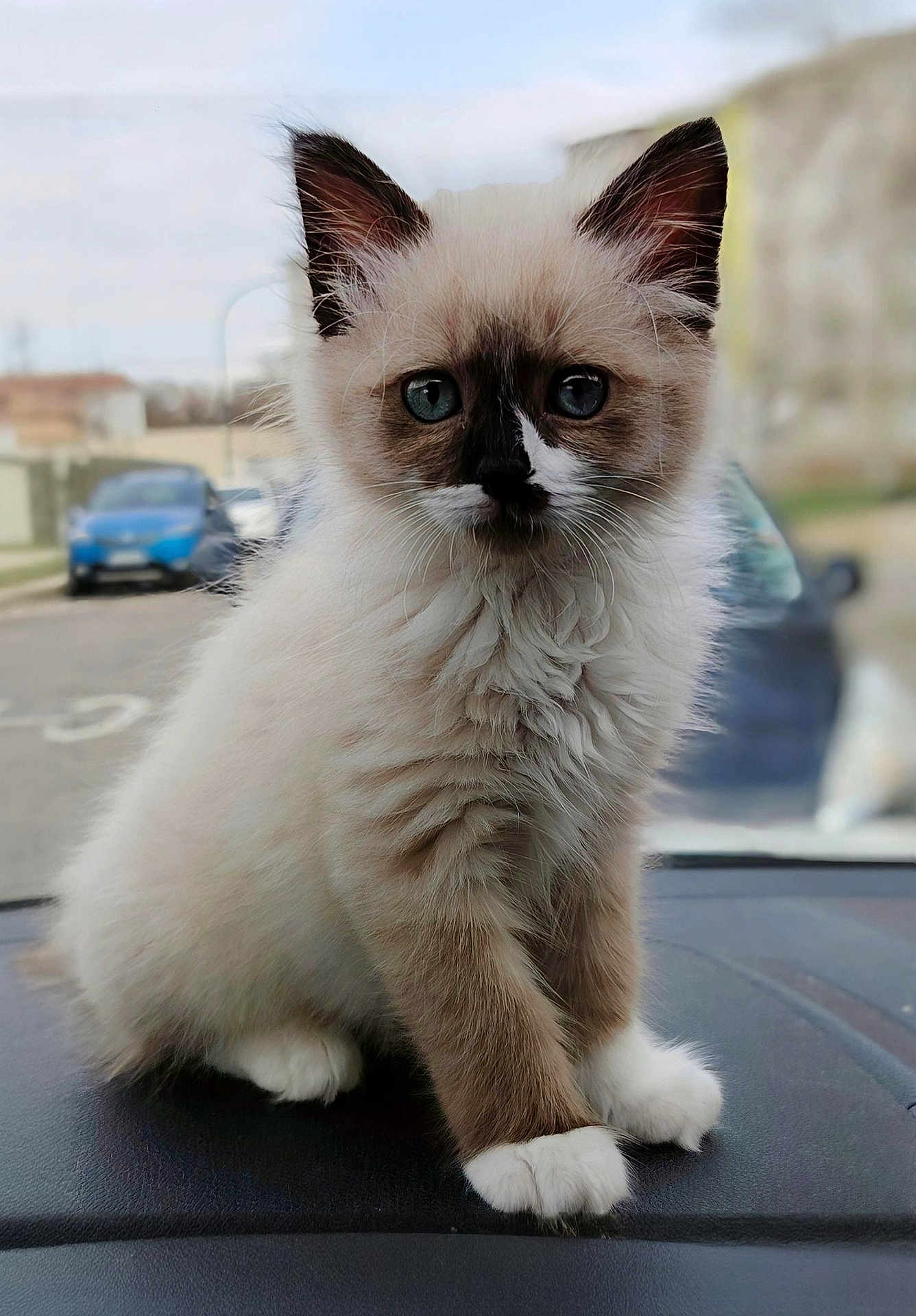 Cookies a rejoint le concours — aidez-le/la à gagner de superbes lots ! cat, kitten, feline, blue_eyes, fluffy, fur, paw, whiskers, mask_face, white_mittens, portrait, close_up, sitting, dashboard, car_interior, window, street, parked_car, cute, pet