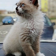 Cookies participe au concours pour gagner de l'argent avec cette photo : cat, kitten, fluffy, blue_eyes, whiskers, paws, fur, portrait, pet, domestic_cat, window, car_dashboard, bokeh, sitting, cute, ears, muzzle, white_paws, soft_fur, curious