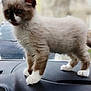 Cookies participe au concours pour gagner de l'argent avec cette photo : kitten, cat, fluffy_fur, brown_and_white, blue_eyes, paws, whiskers, dashboard, car_interior, window, close_up, portrait, standing, pet, animal, cute, feline, young, indoor, soft_texture