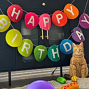 Otis is registered to the contest to win money with this photo: balloons, birthday, birthday_banner, cabinet, cat, celebration, collar, colorful, decorations, furniture, home, hot_dog_toy, indoors, orange_cat, party, pet_toy, portrait, rug, sitting, toy_food
