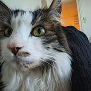 Tch a rejoint le concours — aidez-le/la à gagner de superbes lots ! cat, feline, pet, close_up, whiskers, green_eyes, long_hair, indoor, doorway, portrait, fur, nose, ear, curious, domestic_cat, house, wall, furniture, couch, tabby