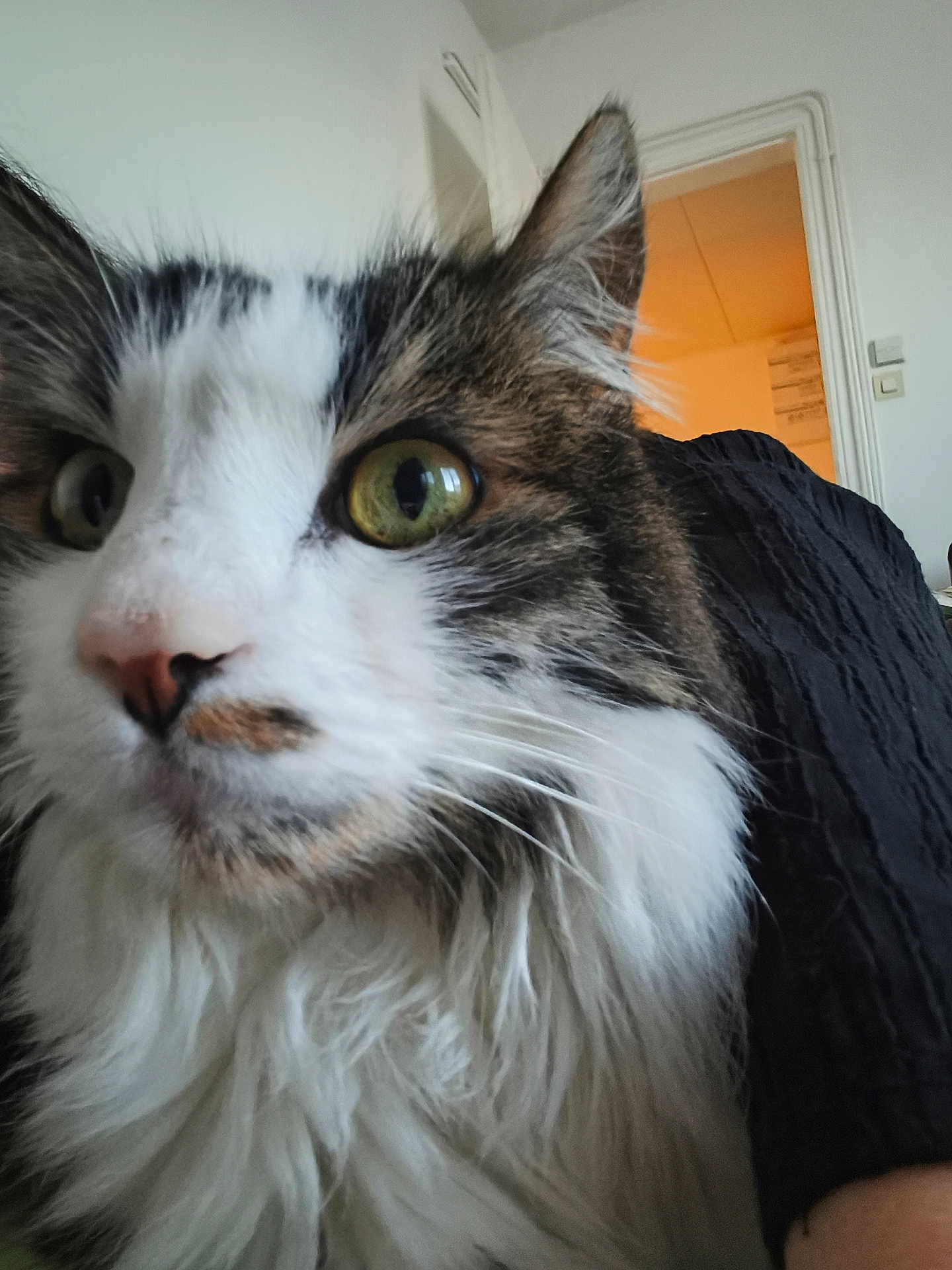 Tch a rejoint le concours — aidez-le/la à gagner de superbes lots ! cat, feline, pet, close_up, whiskers, green_eyes, long_hair, indoor, doorway, portrait, fur, nose, ear, curious, domestic_cat, house, wall, furniture, couch, tabby