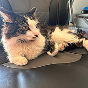 Nougat participe au concours pour gagner de l'argent avec cette photo : animal, cat, chair, closeup, comfortable, cozy, curious, domestic_animal, feline, fur, home, indoor, leather, paws, pet, relaxing, resting, seated, side_view, whiskers