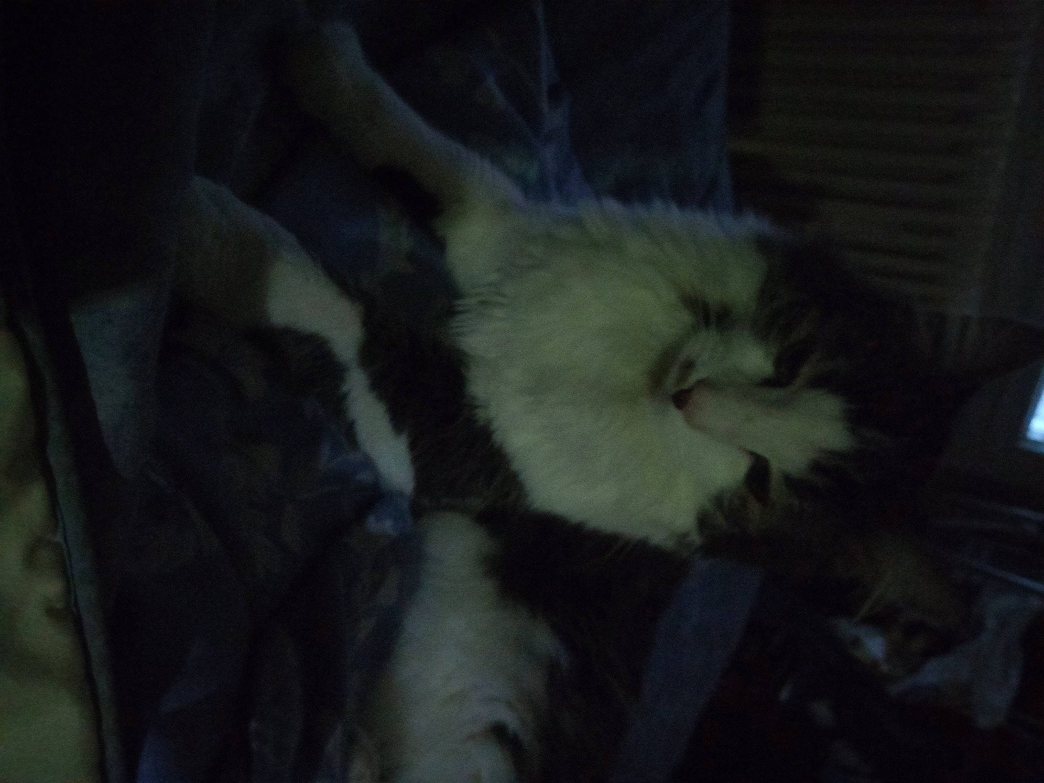 Nougat participe au concours pour gagner de l'argent avec cette photo : canidae, carnivore, cat, claw, comfort, companion_dog, darkness, dog_breed, domestic_short_haired_cat, event, felidae, fur, nap, paw, sleep, small_to_medium_sized_cats, tail, terrestrial_animal, whiskers, wildlife