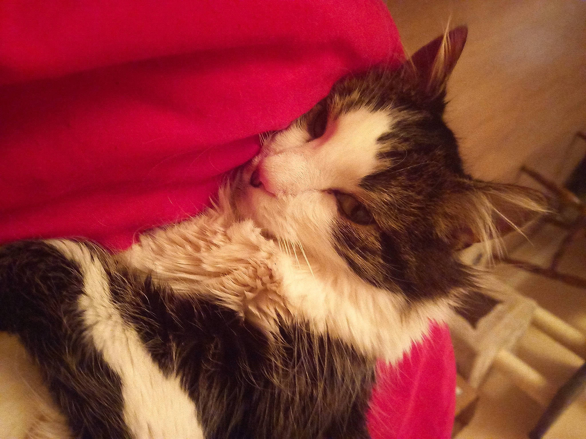 Nougat a rejoint le concours — aidez-le/la à gagner de superbes lots ! canidae, carnivore, cat, claw, cloud, comfort, domestic_short_haired_cat, eye, felidae, foot, fur, human_leg, lap, love, nap, paw, sleep, small_to_medium_sized_cats, tail, whiskers