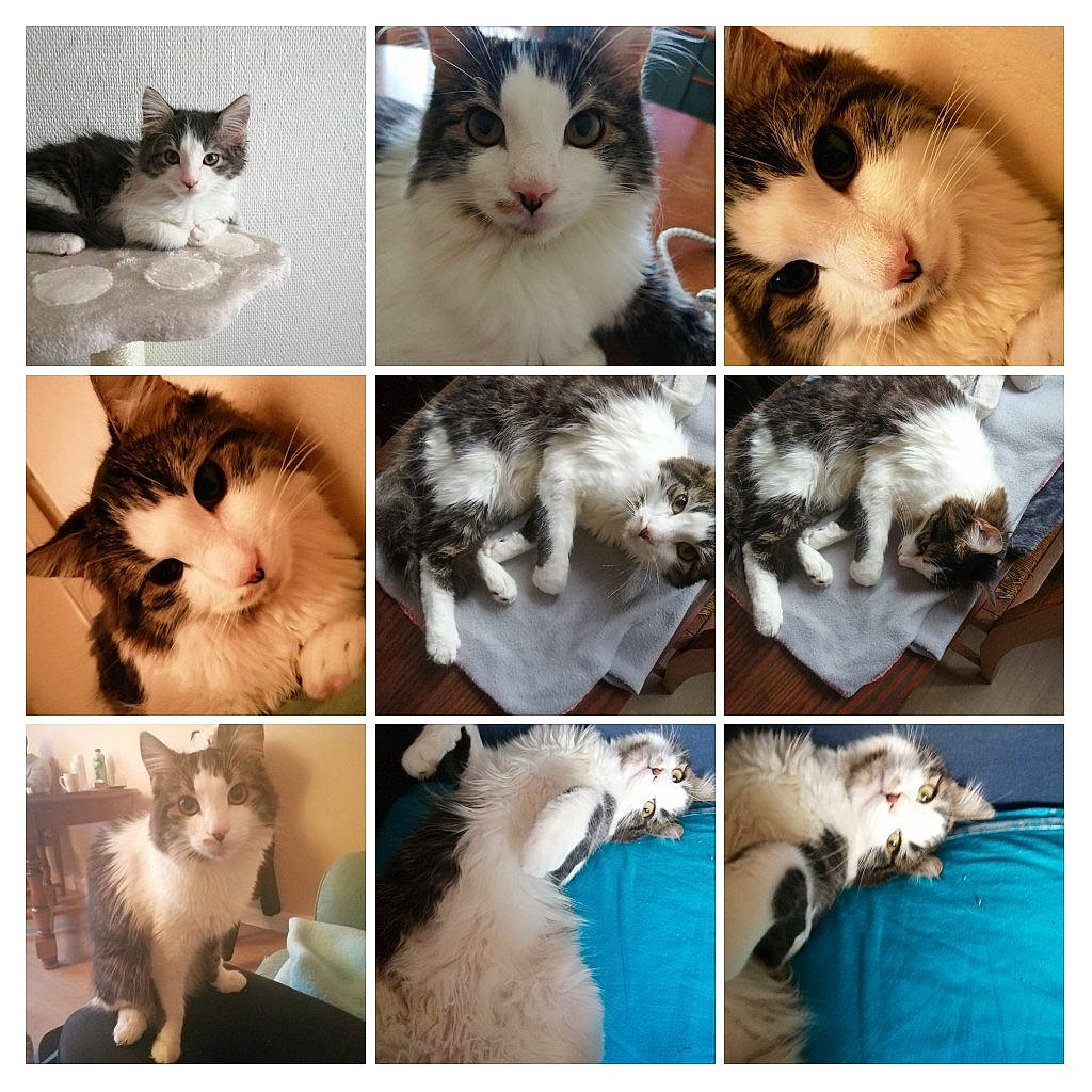 Nougat participe au concours pour gagner de l'argent avec cette photo : art, beauty, carnivore, cat, collage, eyelash, fawn, felidae, fur, iris, mammal, paw, photo_caption, photograph, small_to_medium_sized_cats, snapshot, snout, vertebrate, whiskers, white