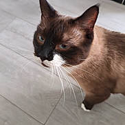 T'Choupi participe au concours pour gagner de l'argent avec cette photo : cat, siamese, feline, pet, whiskers, blue_eyes, brown_fur, white_muzzle, indoor, tile_floor, paw, ear, close_up, portrait, curious, domestic_animal, fur, muzzle, walking, household
