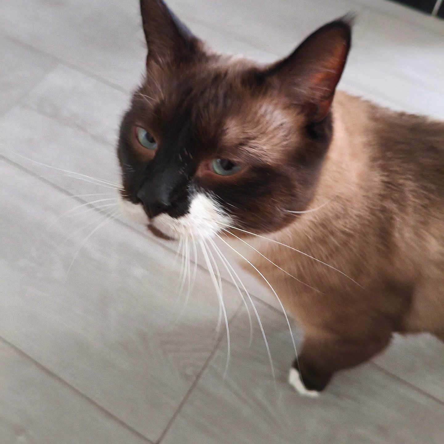 T'Choupi participe au concours pour gagner de l'argent avec cette photo : blue_eyes, brown_fur, cat, close_up, curious, domestic_animal, ear, feline, fur, household, indoor, muzzle, paw, pet, portrait, siamese, tile_floor, walking, whiskers, white_muzzle