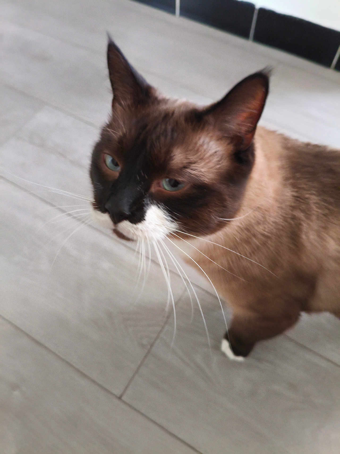 T'Choupi participe au concours pour gagner de l'argent avec cette photo : cat, siamese, feline, pet, whiskers, blue_eyes, brown_fur, white_muzzle, indoor, tile_floor, paw, ear, close_up, portrait, curious, domestic_animal, fur, muzzle, walking, household