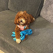 Bambi joined the competition — help win amazing prizes! blue_octopus, brown_fur, couch, cozy, curly_fur, dog, furniture, furry_pillow, gray_couch, indoor, living_room, looking_up, paws, pet_toy, pillow, pink_harness, plush_toy, poodle_mix, sitting, tile_floor