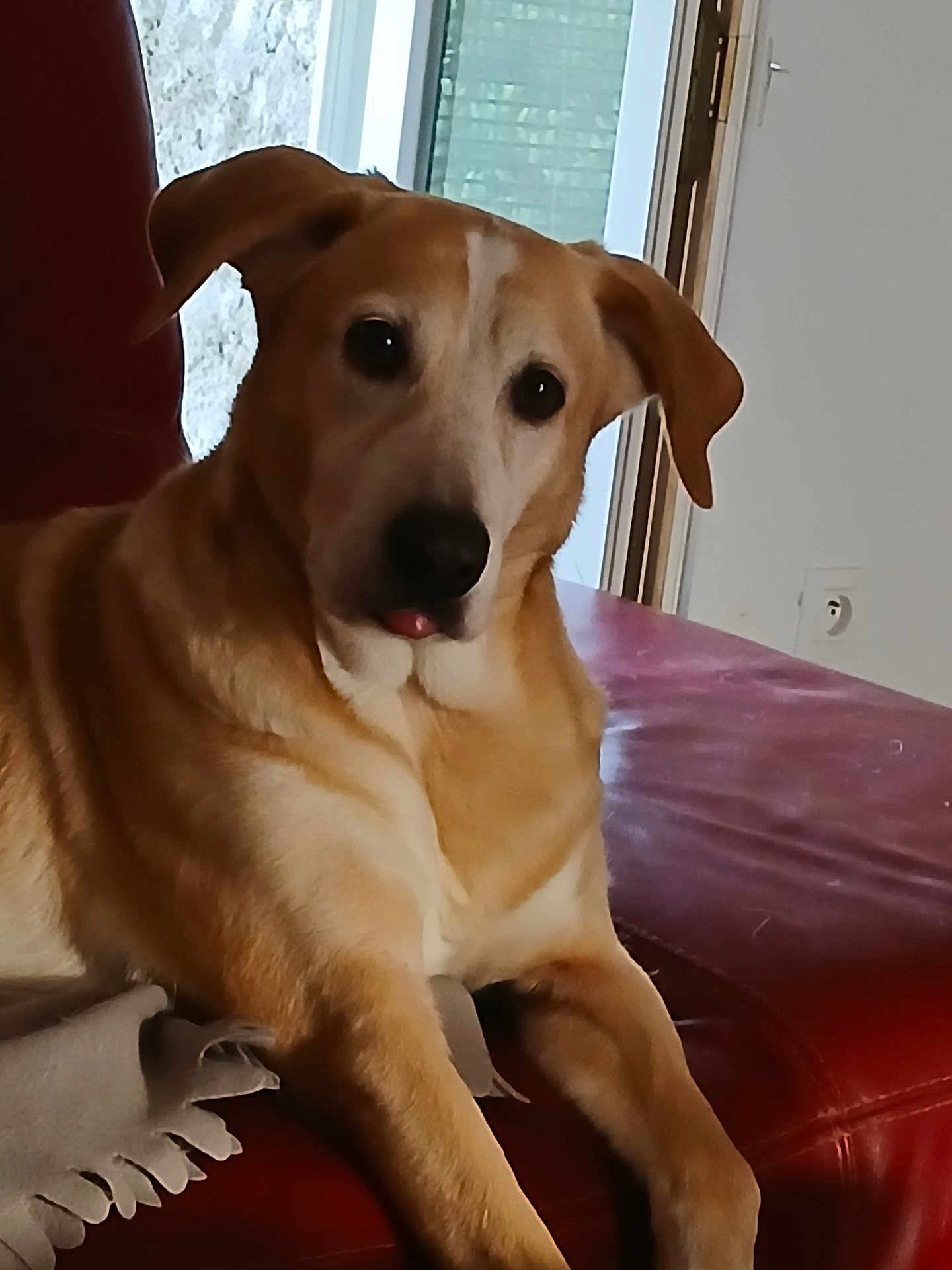 Cga a rejoint le concours — aidez-le/la à gagner de superbes lots ! dog, pet, indoor, couch, leather, window, tongue_out, relaxed, animal, mammal, brown, cream, ears, face, paw, fur, domestic_animal, resting, home, furniture