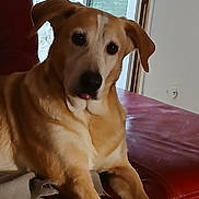 Car a rejoint le concours — aidez-le/la à gagner de superbes lots ! dog, pet, indoor, couch, leather, window, tongue_out, relaxed, animal, mammal, brown, cream, ears, face, paw, fur, domestic_animal, resting, home, furniture