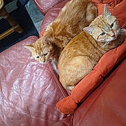 Nina a rejoint le concours — aidez-le/la à gagner de superbes lots ! cat, ginger_cat, feline, pet, animal, couch, leather_couch, orange_pillow, indoor, cozy, snuggling, resting, home, furniture, foot, sock, wooden_table, relaxation, domestic, two_cats