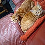 cat, ginger_cat, feline, pet, animal, couch, leather_couch, orange_pillow, indoor, cozy, snuggling, resting, home, furniture, foot, sock, wooden_table, relaxation, domestic, two_cats