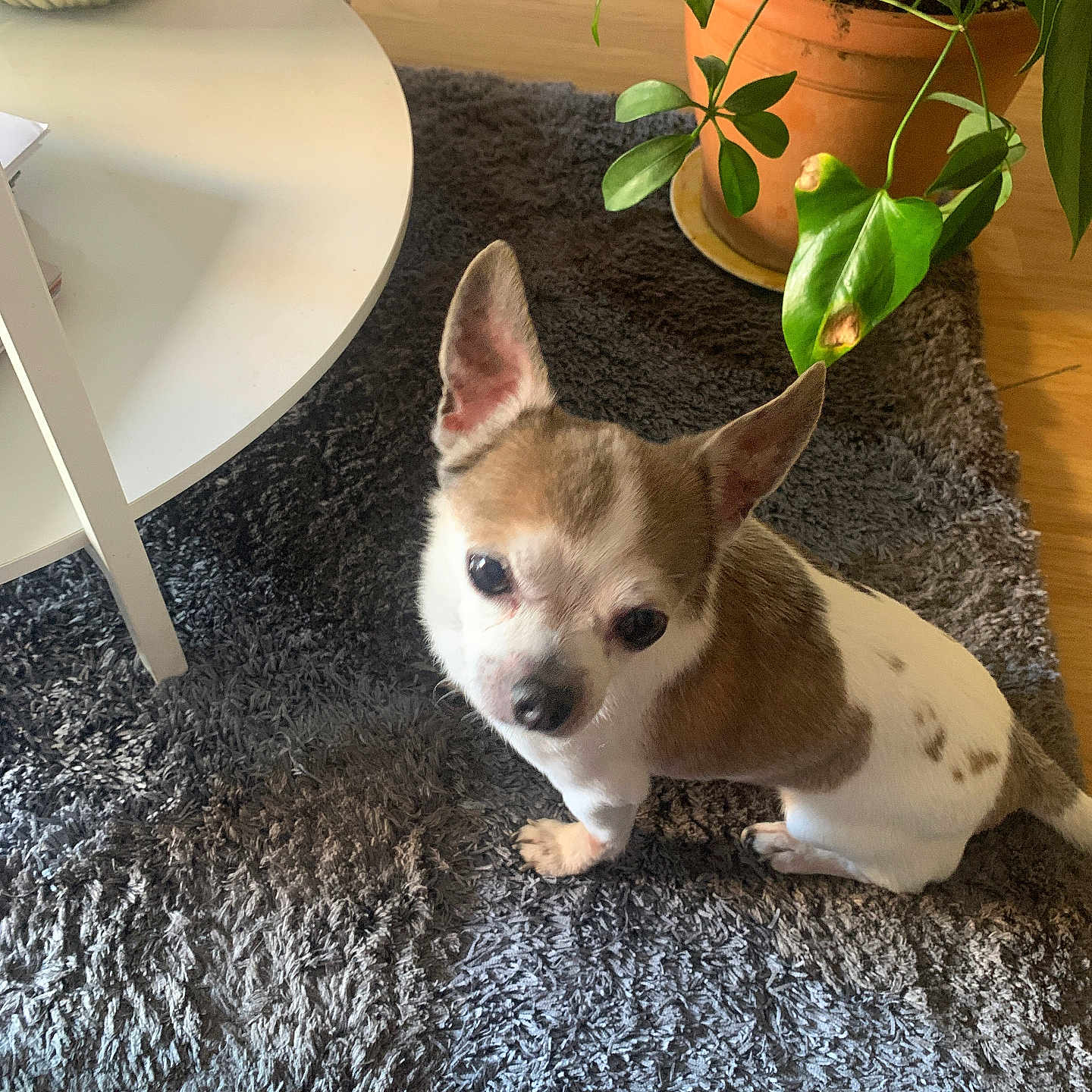 Gysmo participe au concours pour gagner de l'argent avec cette photo : animal, canine, cat, desk, dog, flower, furniture, hardwood, indoors, interiordesign, jar, leaf, pet, plant, planter, pottedplant, pottery, puppy, vase, wood