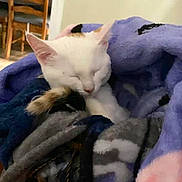 Molly is registered to the contest to win money with this photo: cat, sleeping, blanket, cozy, white_cat, indoor, furniture, wooden_chair, calm, pet, resting, fur, tail, soft_texture, comfort, home, nap, animal, relaxed, cute