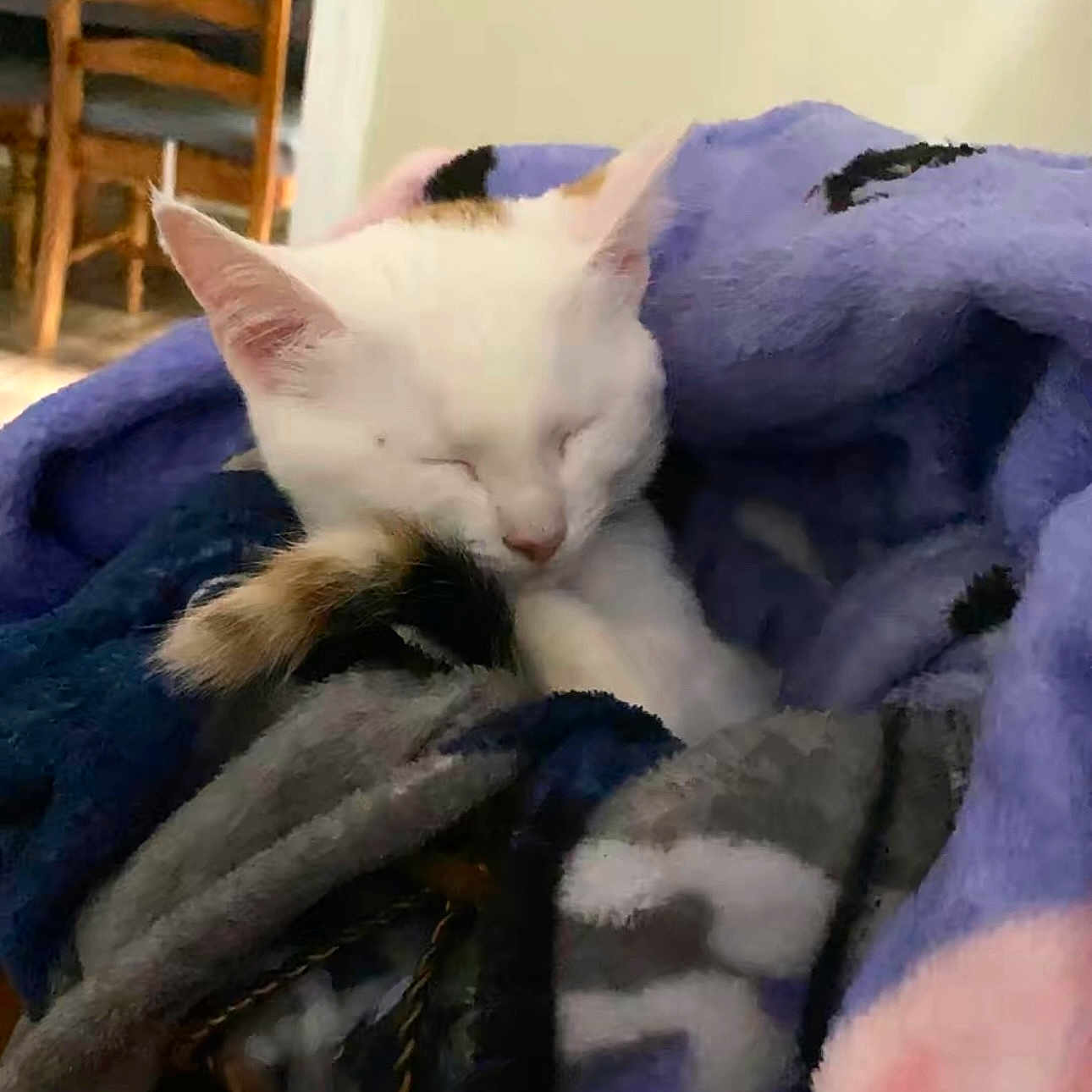 Molly is registered to the contest to win money with this photo: animal, blanket, calm, cat, comfort, cozy, cute, fur, furniture, home, indoor, nap, pet, relaxed, resting, sleeping, soft_texture, tail, white_cat, wooden_chair