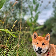 Akito a rejoint le concours — aidez-le/la à gagner de superbes lots ! animal, canine, cloudy, collar, dog, field, fur, grass, greenery, leaves, mischievous, nature, outdoor, pet, plant, portrait, red_coat, sky, winking, young_dog