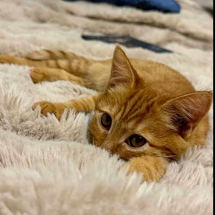 Juno a rejoint le concours — aidez-le/la à gagner de superbes lots ! animal, cat, closeup, comfort, cozy, cute, cute_pet, ears, eyes, feline, fluffy_blanket, indoor, kitten, orange_tabby, pets, relaxed, resting, sleepy, soft_texture, whiskers