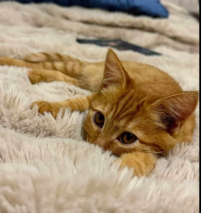 Juno a rejoint le concours — aidez-le/la à gagner de superbes lots ! cat, orange_tabby, kitten, fluffy_blanket, cozy, resting, cute, pets, animal, feline, indoor, soft_texture, relaxed, closeup, whiskers, ears, eyes, sleepy, cute_pet, comfort