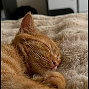 Juno participe au concours pour gagner de l'argent avec cette photo : cat, ginger_cat, sleeping, close_up, fluffy_blanket, cozy, pet, animal, cute, nap, whiskers, fur, indoor, resting, soft_texture, relaxed, peaceful, domestic_cat, feline, warm_lighting