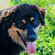 Taïsho participe au concours pour gagner de l'argent avec cette photo : animal, black_and_tan, canine, close_up, dog, ears, face, friendly, fur, grass, greenery, happy, muzzle, nature, outdoor, pet, portrait, summer, sunlight, tongue_out